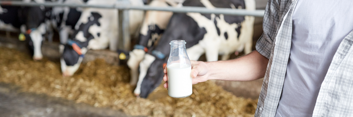 Fressende Kühe, Landwirt mit Milchflasche