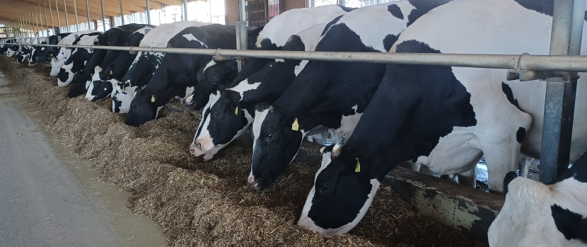 Foto Christian Gaul Kühe am Futtertisch