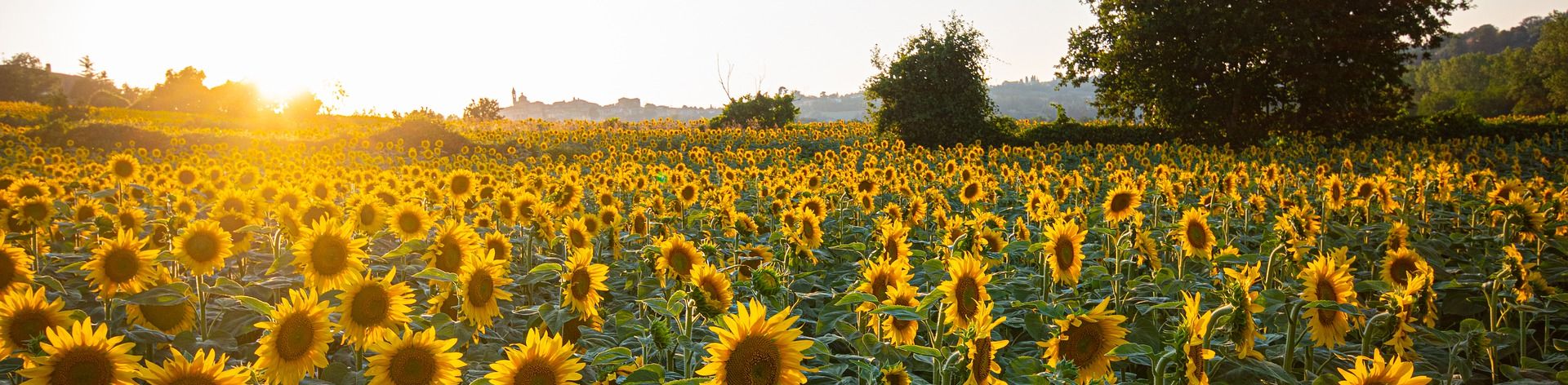 Hälfte von Deutschlands Sonnenblumen wächst in Brandenburg